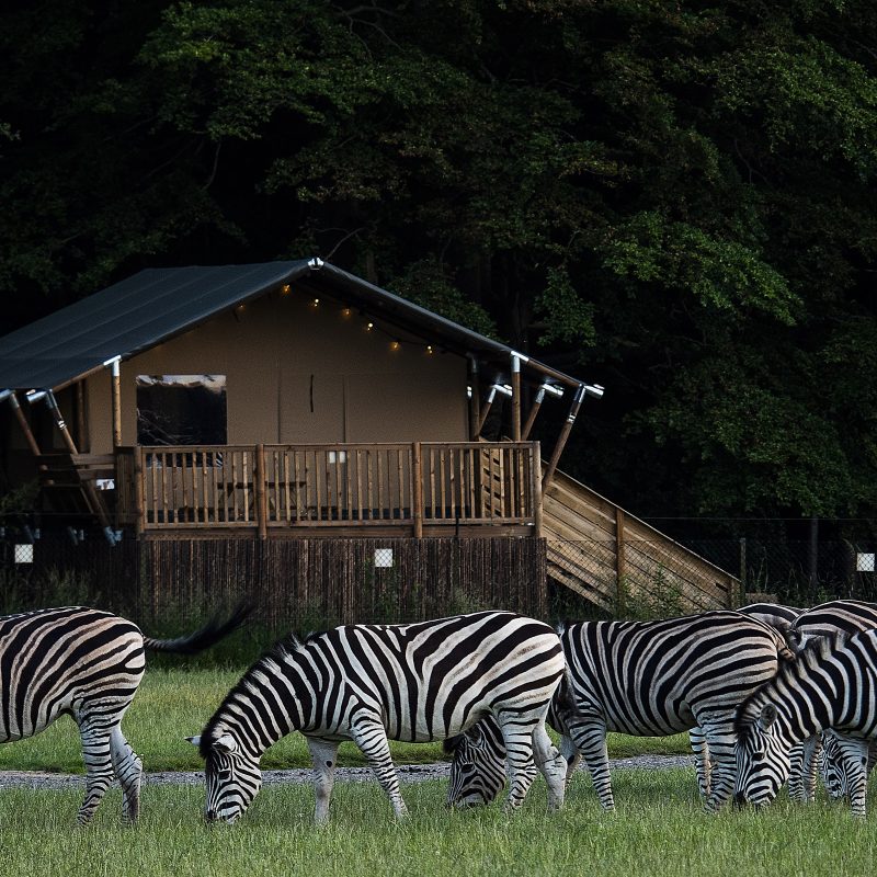 Zebra foran telt Camp Ruaha, overnat i naturen