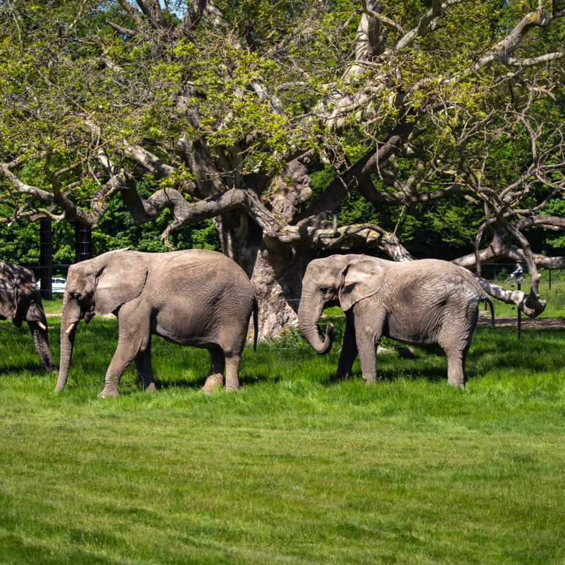 Elefanter Knuthenborg