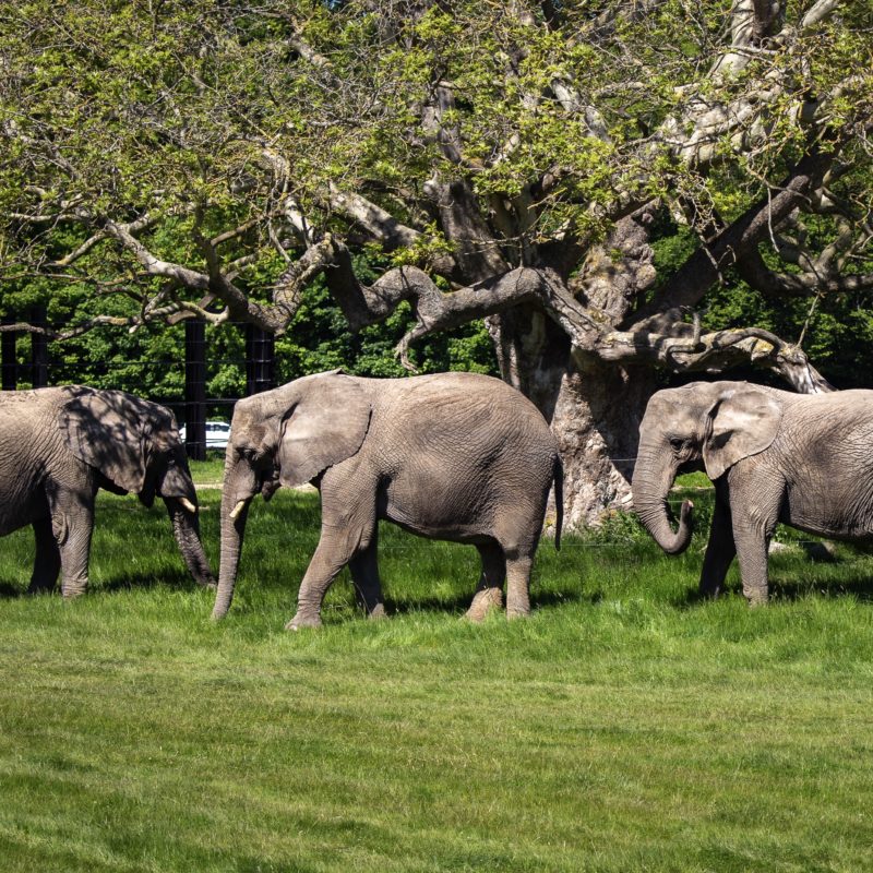 Elefanter på savannen. Udsigt fra Camp