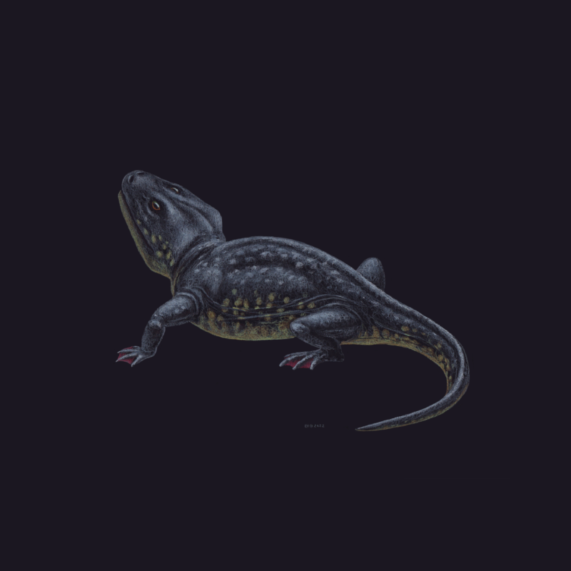 Knuthenborg Naturhistorisk Samling illustration af Sclerocephosaurus